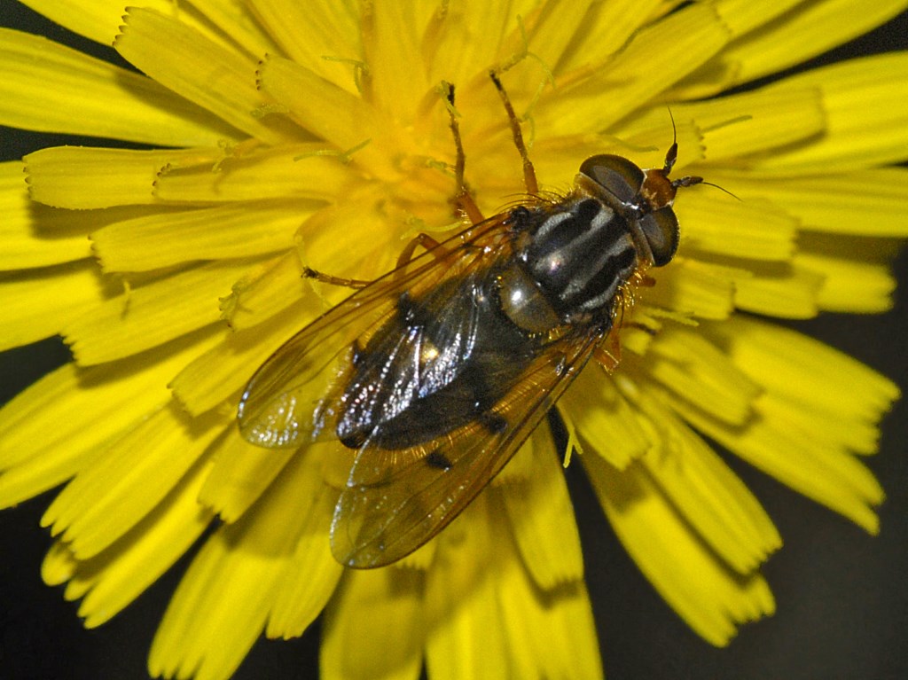 Piccola mosca con addome a strisce - da identificare